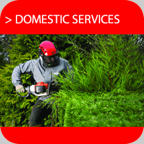 Domestic Tree Surgery